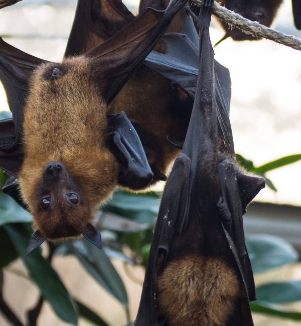 Comment créer un habitat pour les chauves-souris dans son jardin ?