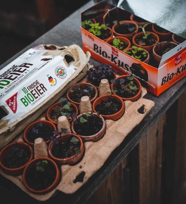 Comment planter un arbre fruitier en pot sur un balcon ?